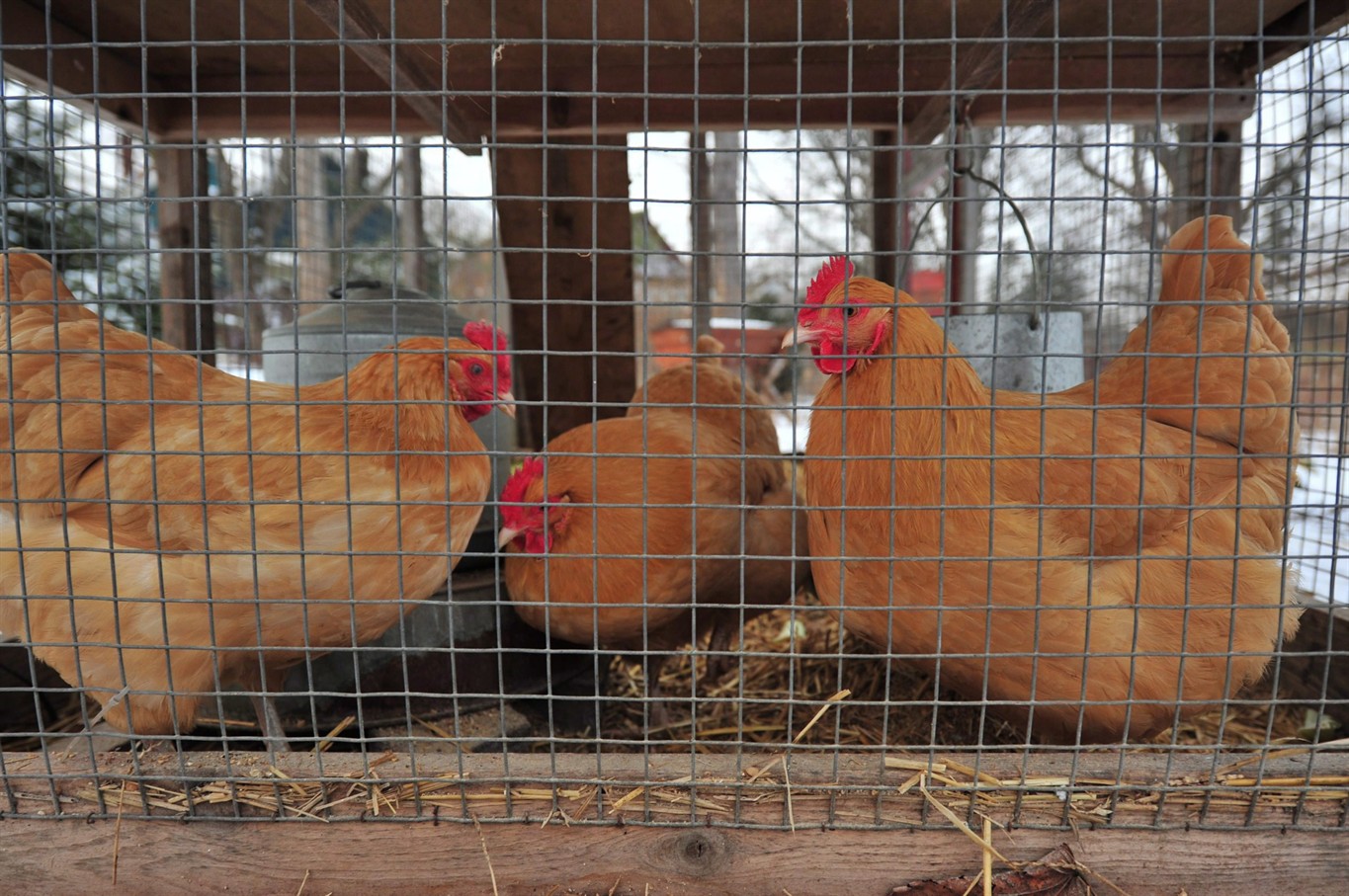 Toronto To Allow Backyard Chickens Under New Pilot Project NEWS 1130