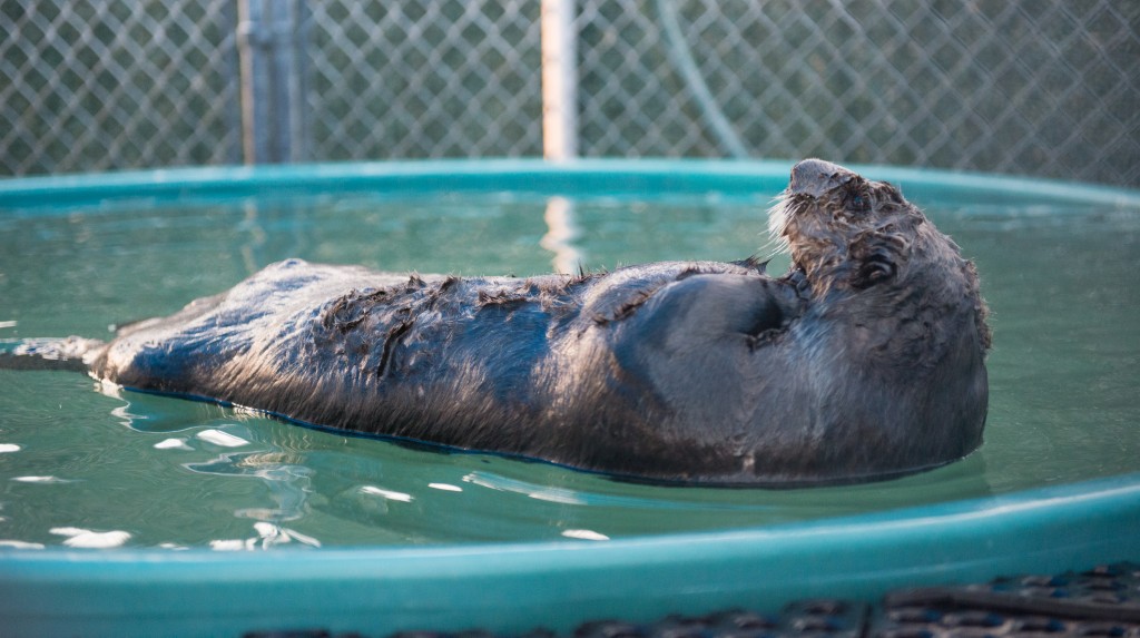 'Corky,' a rescued sea otter in the Vancouver Aquarium's care