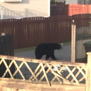 Unsecured trash attracts bear in Port Coquitlam.