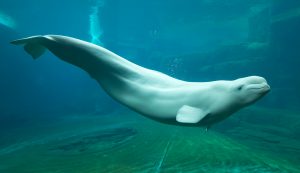 Qila the Beluga whale
